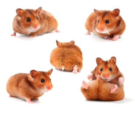Funny Hamsters Collection