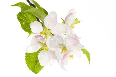 Apple Blossom Isolated Over White