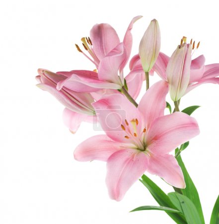 Beautiful Pink Lily Isolated On White