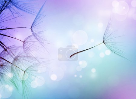 Beautiful Abstract Flying Dandelion Seeds