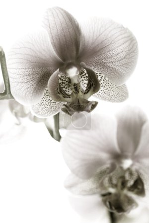 Orchid Black And White