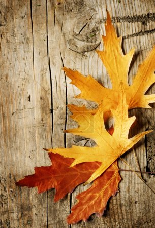 Autumn Leaves over wooden background