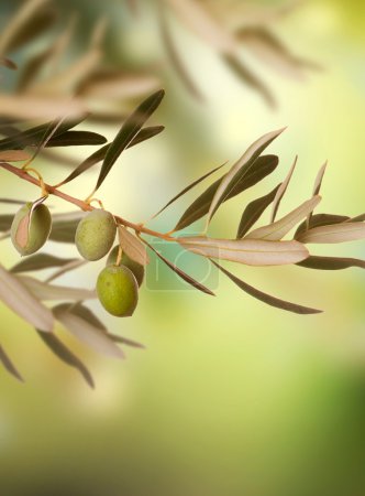Olives Vintage background