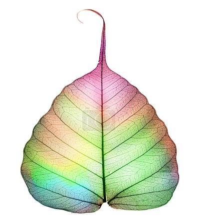 Abstract Colorful Leaf Isolated On White