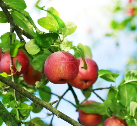 Fresh Organic Apples