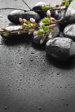 Wet Zen Spa Stones And Spring Blossom