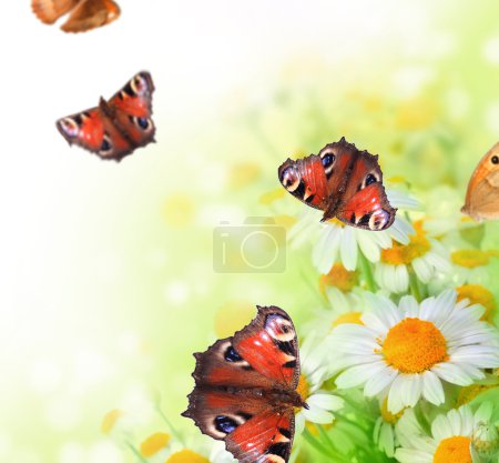 Butterflies On A Flowers