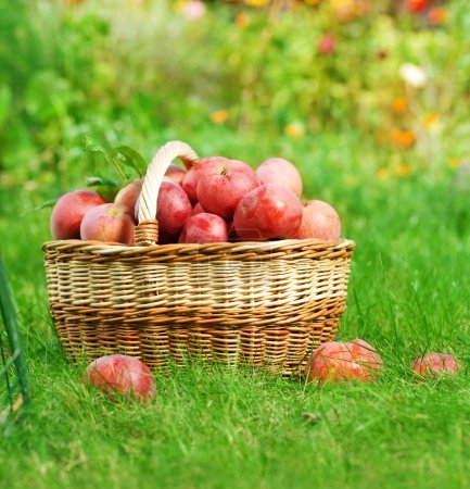 Fresh Organic Apples in the Basket
