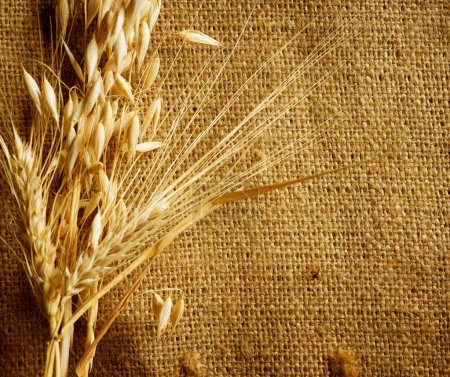 Wheat Ears border on Burlap background