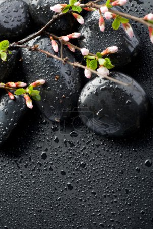 Zen Spa Stones And Spring Blossom