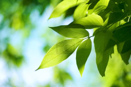 Green Leaves.Nature background