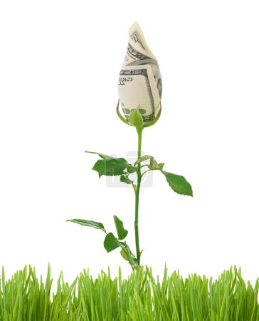 Growing Money Rose. Business Concept Image