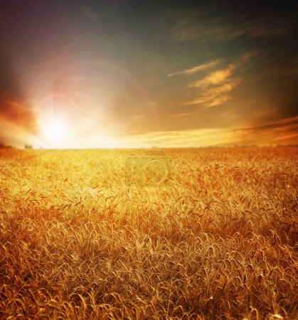 Golden Wheat Field And Sunset