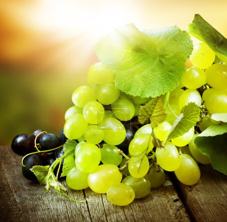 Grapes. Grapevine Over Vineyard Background