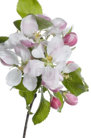 Closeup Of Apple Blossoms