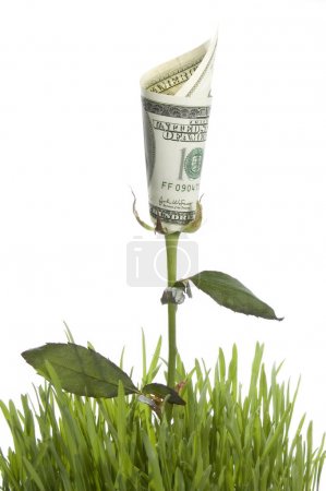 Growing Money Rose. Conceptual Image