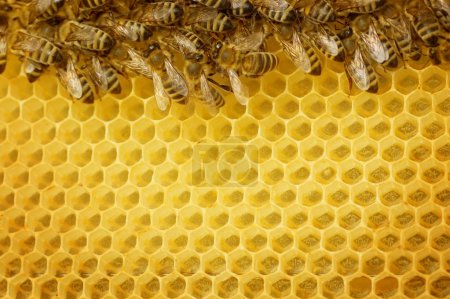 Honey Bees Border