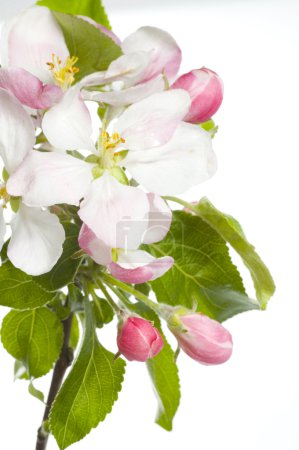 Apple Blossom Isolated Over White