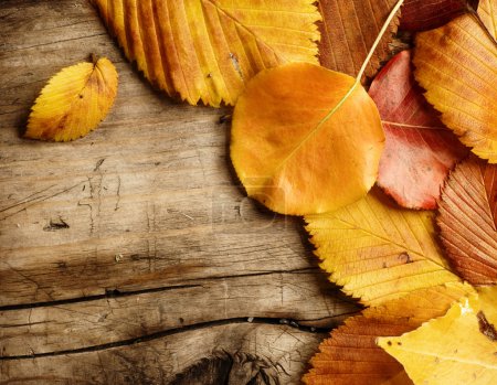 Autumn Leaves over wood background. With copy space