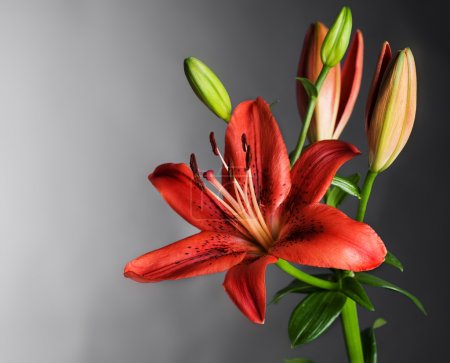 Beautiful Red Lily Flower Over Black