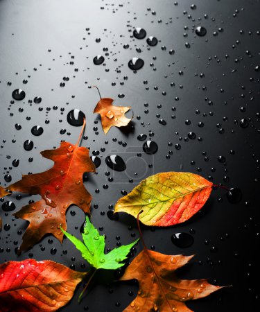 Wet Bright Autumn Leaves