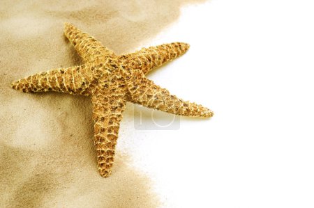 Starfish on the Sand isolated on white