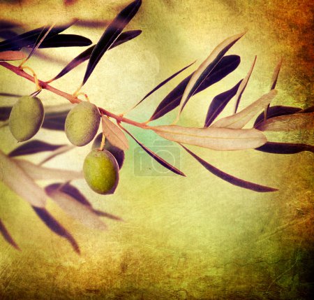 Olive Branch border design. Growing Olives