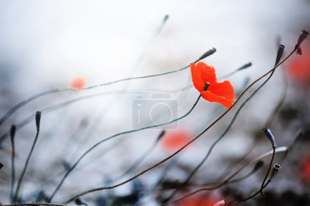 Abstract Poppies. Shallow DOF