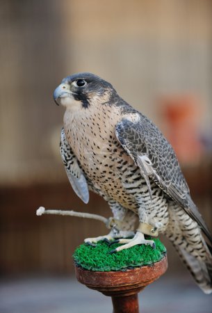 Arab falcon bird