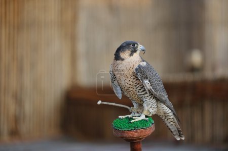 Arab falcon bird