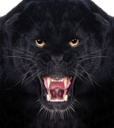 Black Leopard