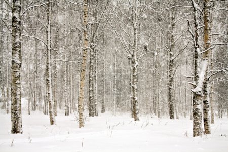 Snowy wintry forest
