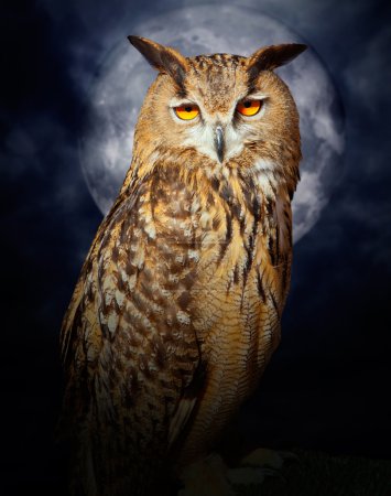 Bubo bubo eagle owl night bird full moon