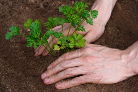Planting young parsley