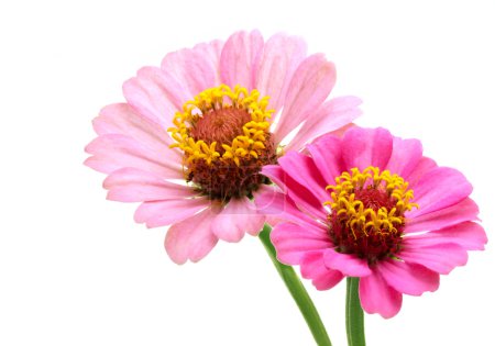 Two pink zinnia flowers