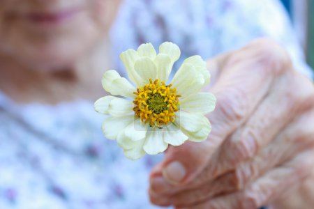 Senior lady holding white zinnia