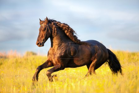 Black Friesian horse runs gallop in field