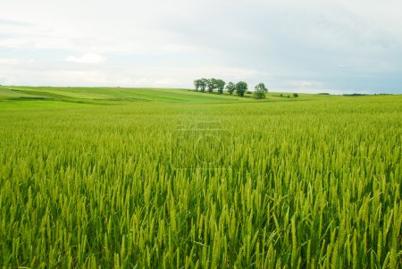 Rural landscape of Poland.