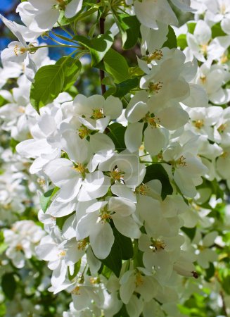 Flowers of apple tree