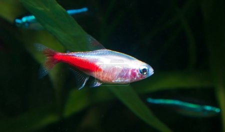 Gold neon tetra aquarium fish