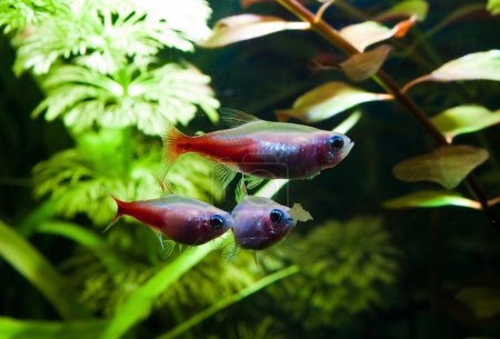 Gold neon freshwater fish