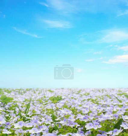 Forget me not flower field