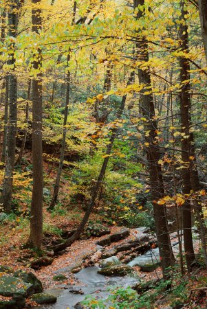 Autumn woods with yellow maple trees and creek