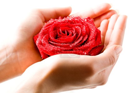 Photo of fresh red rose in female hand