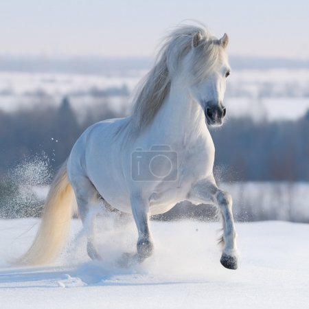 Galloping white horse