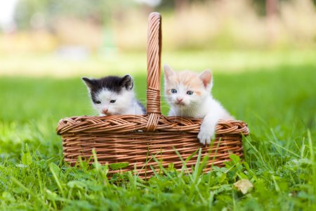Two little cats in basket outdoors