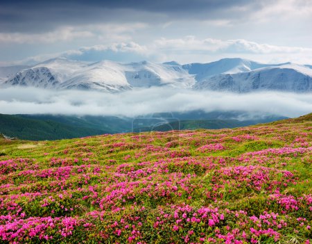 Spring landscape with the cloudy sky and Flower