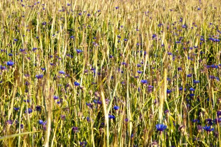 Summer field with cornflowers
