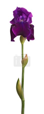 Stem and purple iris flower isolated on white