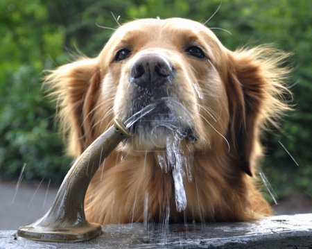 Golden drinking from water fountain.